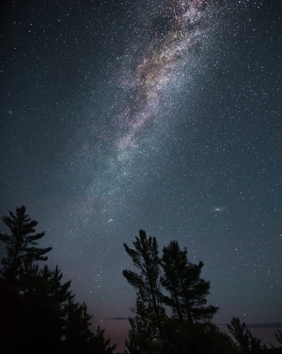 夜晚白星地段下高大树木的轮廓